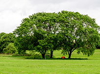 tree impact